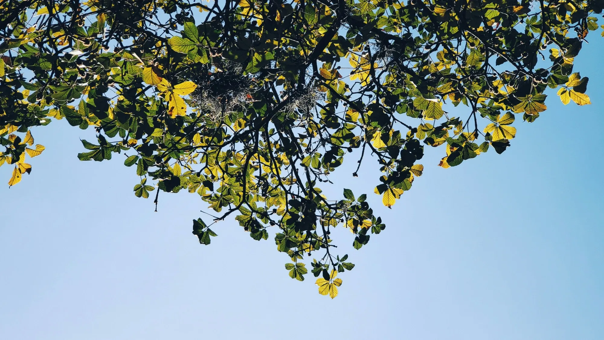 Benim Ablalarım Vardı